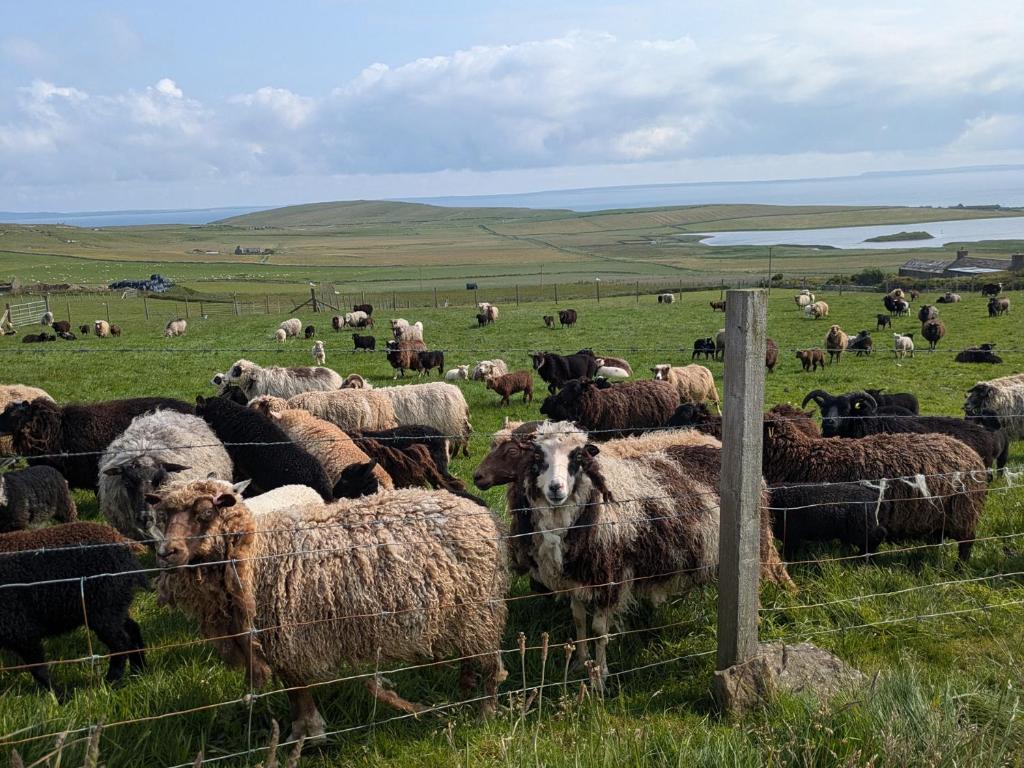 Rousay Cottage - Photo 4